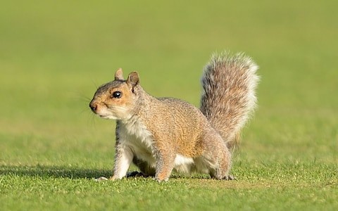 103872971_Mandatory_Credit_Photo_by_Huw_Evans-REX-Shutterstock_5780863o__A_squirrel_invades_the_pitc_trans_NvBQzQNjv4BqnpV-GRdD2fQt8qdeuHLgxdBbmO-kKPcMjZpO6V3FYuw.jpg