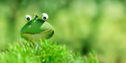 Green frog peering optimistically over a hill