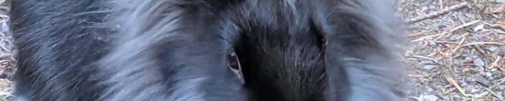 Bunny eating your dollars like inflation