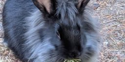 Bunny eating your dollars like inflation