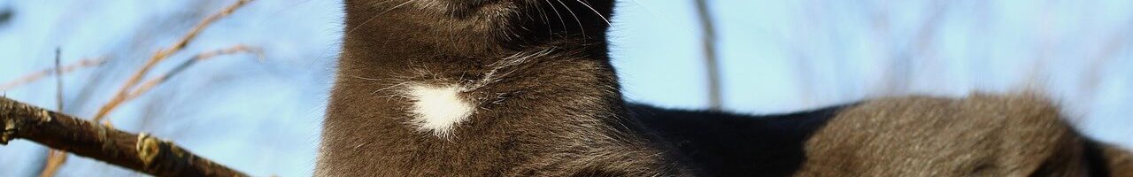 Black cat