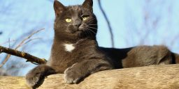 Black cat